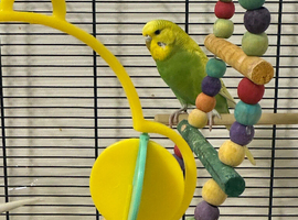 Female budgie