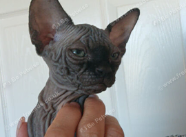 canadian sphynx