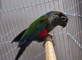 Red chest conure
