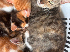 5 beautiful fluffy kittens for sale