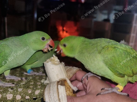 Hand raised ringnecks