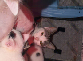 2 Kittens looking for new home