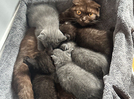 Scottish Fold
