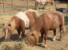 Two fabulous kids ponies