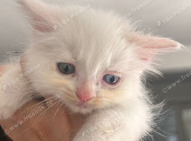 Turkish Angora mixed Kittens available