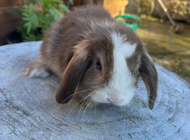 Mini lops ready to go Saturday 27th june