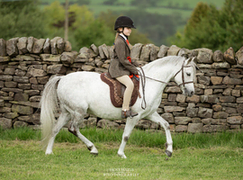 Tank - 12hh Welsh B Gelding