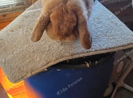 German lops