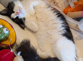 6 month kitten for re-home