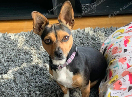 Urgent: loving home needed