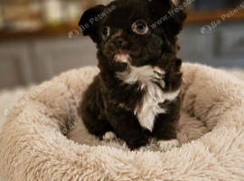 Chihuahua - beautiful brown female long coat&nbsp;