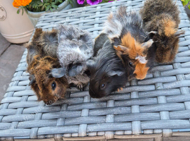 Beautiful Baby Boy Guinea Pigs