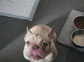 French bull-dog.