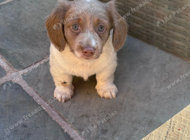 Miniature dachshund