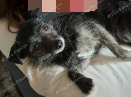 4 year old chihuahua x
