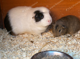 Wonderfully tame adult and baby Guineapig pair