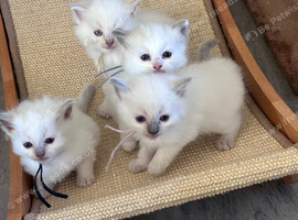 Ragdoll