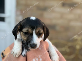 Full bread jack Russell puppies 5 girls 1 boy