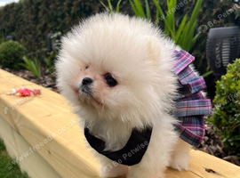 Cute Female Pomeranian