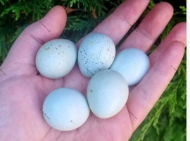 Celadon coturnix Quail hatching eggs