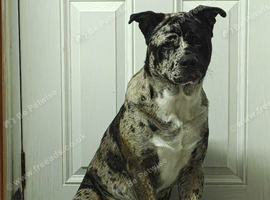2 beautiful male Akita crosses for sale