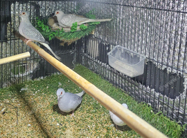 Beautiful breeding Pairs of diamond doves with babies