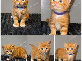 Female ginger kitten