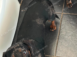 Super sweet dapple daxie boy kc reg