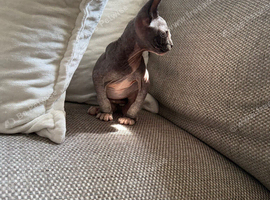 Male black-and-white (bicolor) Sphynx kitten with blue eyes