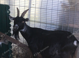 Black and white nanny goat