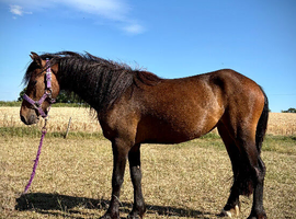 Welsh X Filly to make 14.2
