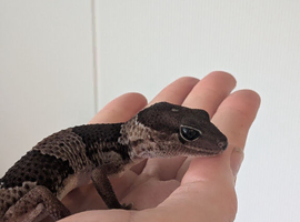 Subadult African fat Tail gecko