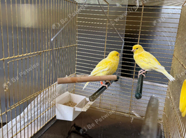 2 canary birds