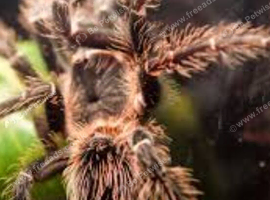 Salmon pink birdeater