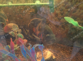 Tiger oscar fish