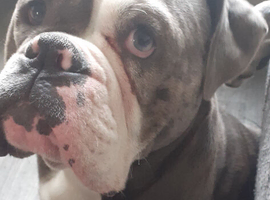 New English bull dog Red mearl