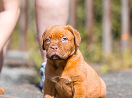 Dogue De Bordeaux