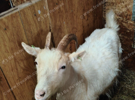 Guernsey type nanny looking for loving home