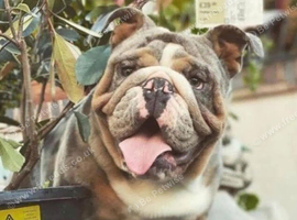 Male - needs to be only dog