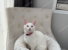 ** pure white cat **