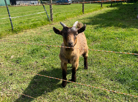 4month old wether