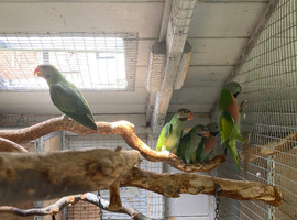 Moustached Parakeets