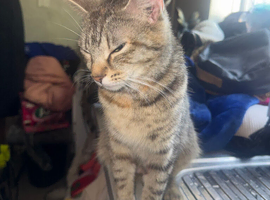 Female Tabby and Ginger Cat for Rehoming - 1 and a Half Years