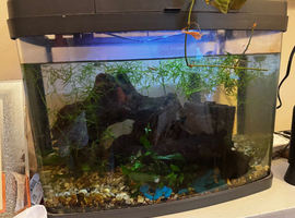 40ltr pets at home tank full of shrimp