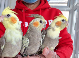 Super silly hand tamed baby cockatiels
