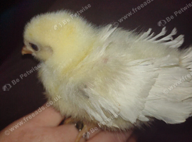 Hybrids and pure chicks 9 all together