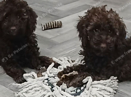 F2b Sproodle puppies for sale
