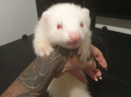 Ferret