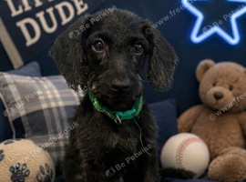 Labradoodle puppies