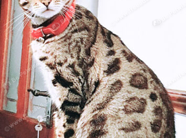 bengal kittens